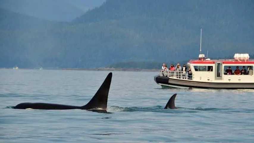 Más de 70 ataques de orcas se han registrado en el Estrecho de Gibraltar. (Foto: Pixabay)