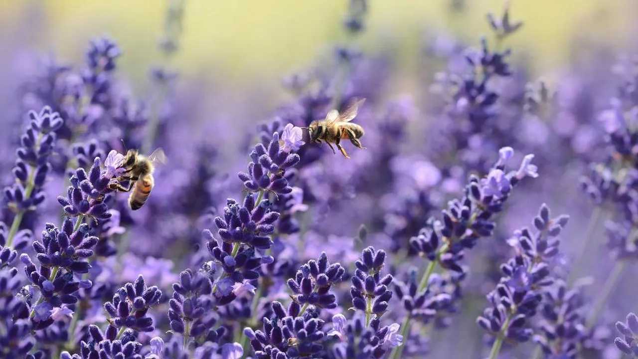 Las consecuencias de que cada vez haya menos abejas es crucial para nuestra existencia.