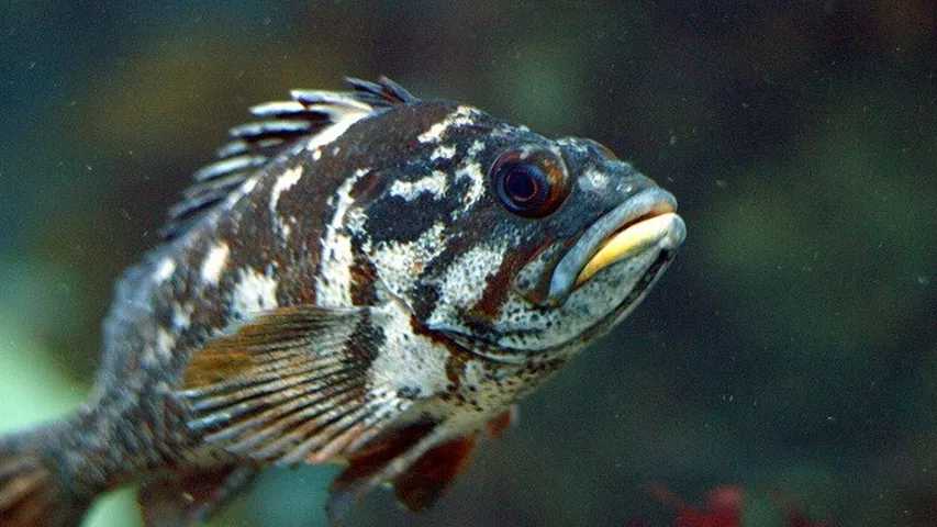 Un gopher pez roca (Sebastes carnatus) del Acuario de la Bahía de Monterey. (Foto: Wikimedia)