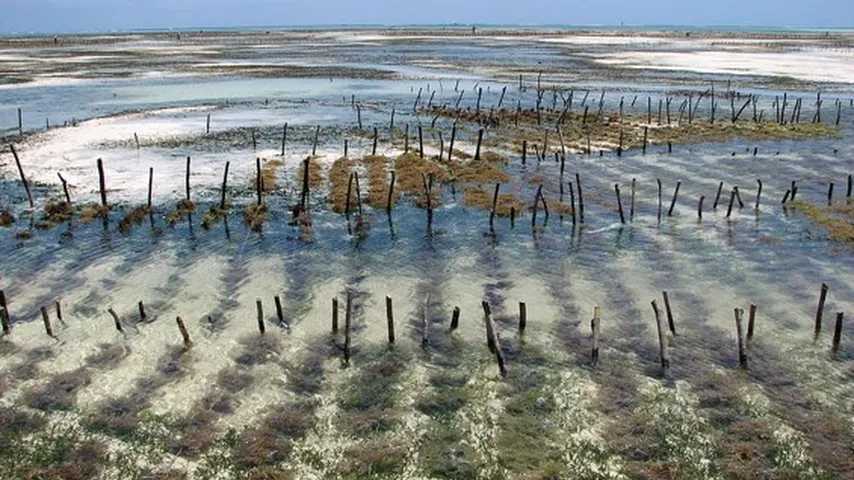 Granja de algas rojas en Jambiani, Zanzíbar, Tanzania. (Foto: Wikimedia)