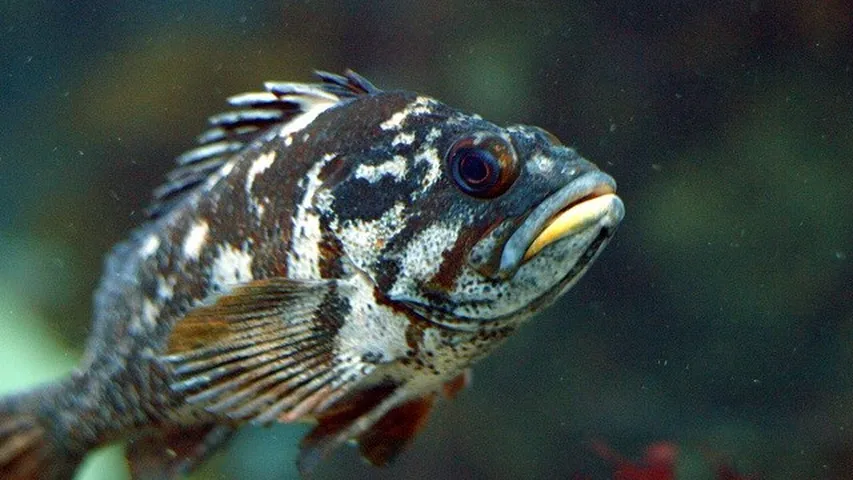 Un gopher pez roca (Sebastes carnatus) del Acuario de la Bahía de Monterey. (Foto: Wikimedia)